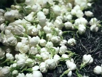 喝茶治口臭嗎，什么茶治口臭好？