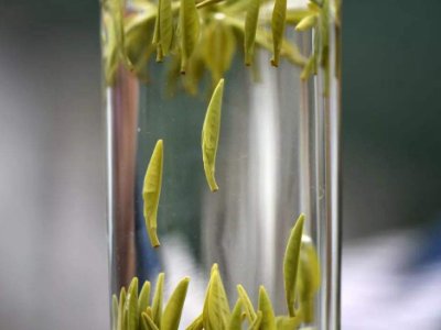 茶葉的專(zhuān)業(yè)知識(shí)，關(guān)于茶的基本知識(shí)大全