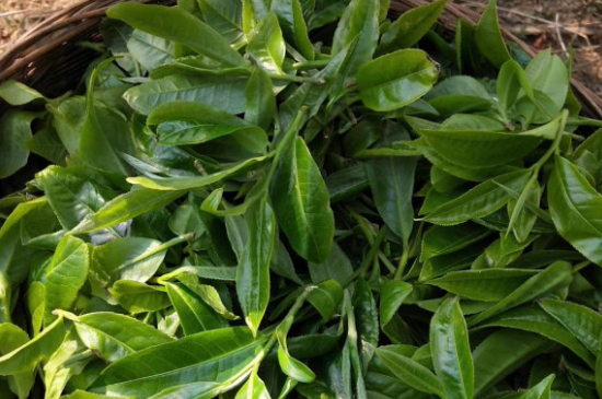 最耐泡的茶葉排名，什么茶葉經(jīng)久耐泡？