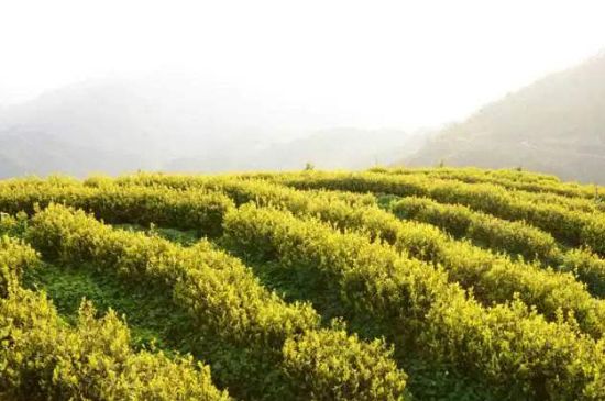 黃金茶的功效及禁忌癥，黃金茶有什么副作用嗎？