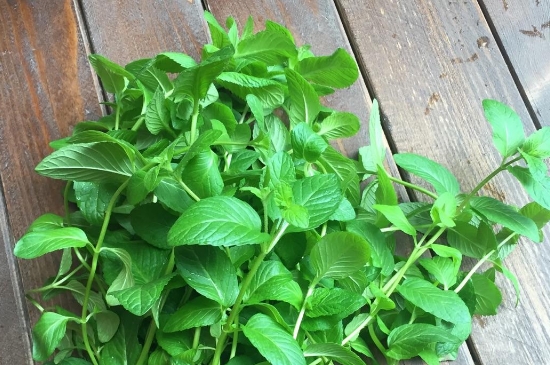 薄荷茶的功效與作用，喝薄荷茶有什么好處？