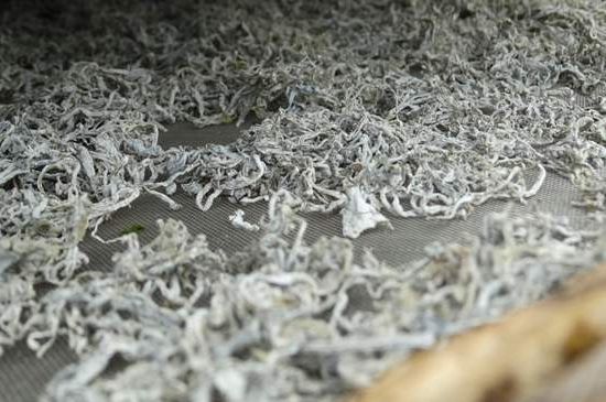 麗江雪茶的功效與作用，白雪茶有什么功效和作用