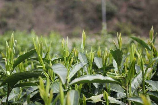 喝黃金茶禁忌，什么人不能喝黃金芽茶？