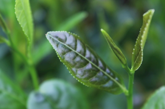 綠茶第一泡要倒掉嗎，為什么綠茶第一泡不喝？