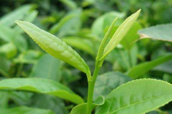 最耐泡的茶葉排名，什么茶葉經(jīng)久耐泡？