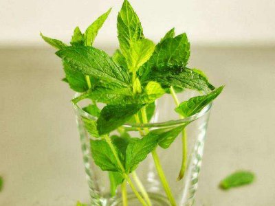 喝茶治口臭嗎，什么茶治口臭好？