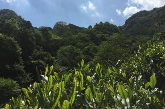 六安瓜片適合什么人喝，六安瓜片的功效與禁忌