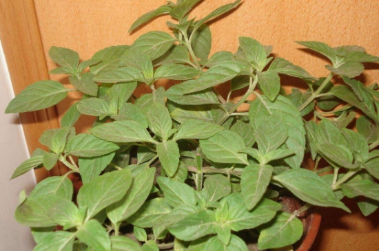 薄荷茶的功效與作用，喝薄荷茶有什么好處？