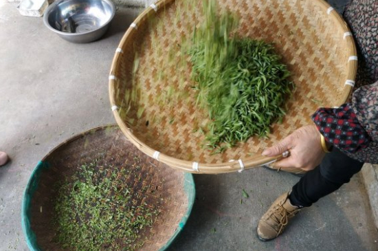 炒青茶為什么便宜，炒青綠茶好喝嗎？