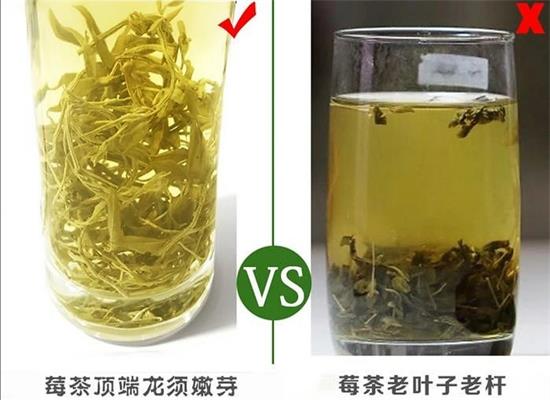 張家界茅巖莓茶與藤茶是同一種茶嗎，藤茶跟莓茶一不一樣？