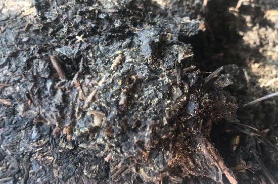 茯茶可以放在冰箱里存放嗎，茯磚茶如何儲存？