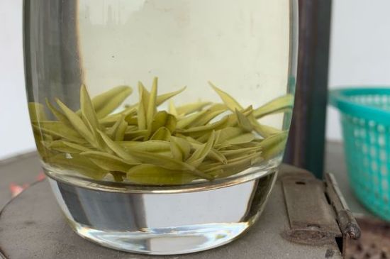 安吉白茶耐寒嗎，白茶適合放冰箱嗎