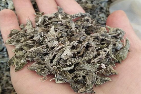 張家界莓茶真假對(duì)比，野生莓茶的鑒別方法