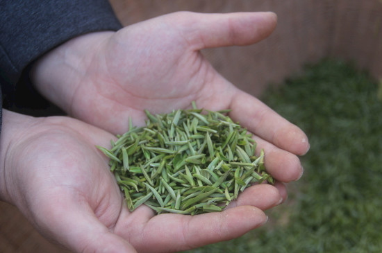 茶葉可以放冰箱嗎，茶需要放冰箱保存嗎