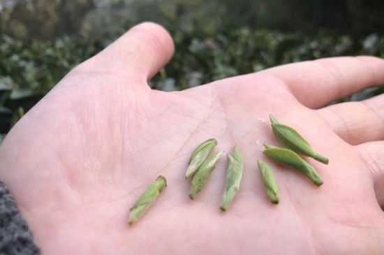 春茶季怎么辨別白毫銀針的好壞，好的白毫銀針如何選購？