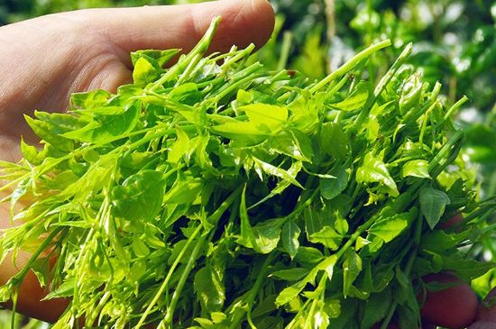 茅巖莓茶別名是什么，莓茶別名叫藤茶嗎？