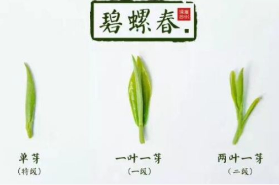 真假碧螺春泡水后區(qū)別，蘇州洞庭碧螺春怎樣鑒別好壞？