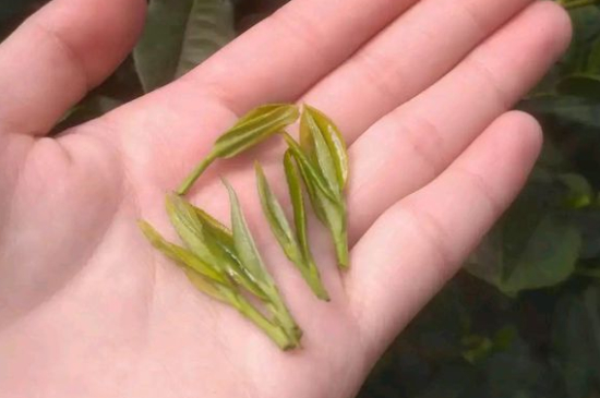 炒青茶為什么便宜，炒青綠茶好喝嗎？