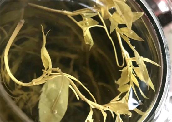 張家界茅巖莓茶與藤茶是同一種茶嗎，藤茶跟莓茶一不一樣？