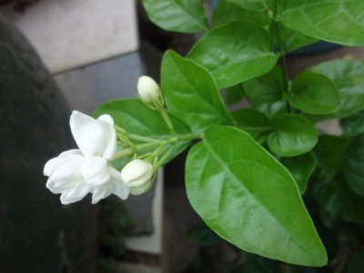 茉莉和什么一起泡最好，茉莉茶有幾種搭配？