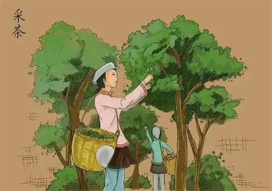 制茶八步驟，制茶工藝流程圖