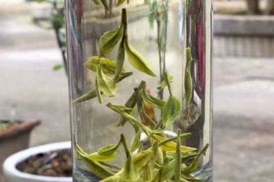 蒸汽煮茶器適合什么茶，蒸汽煮茶器適合用綠茶嗎？