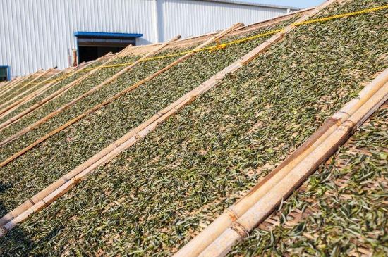 武夷巖茶的初制、精制加工工藝詳細講解