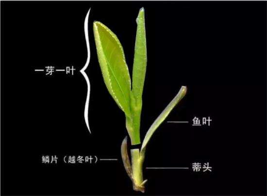 摘茶葉最快的方法，采摘茶葉怎么才能快？