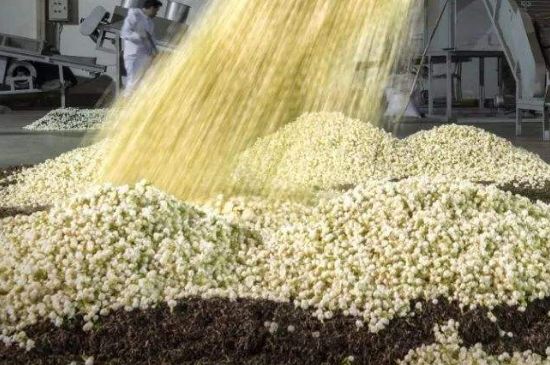 茉莉龍珠怎么做的，茉莉龍珠的制作工藝