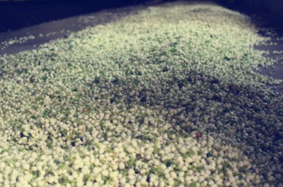 茉莉龍珠怎么做的，茉莉龍珠的制作工藝