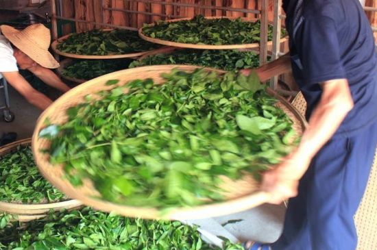 武夷巖茶的初制、精制加工工藝詳細講解