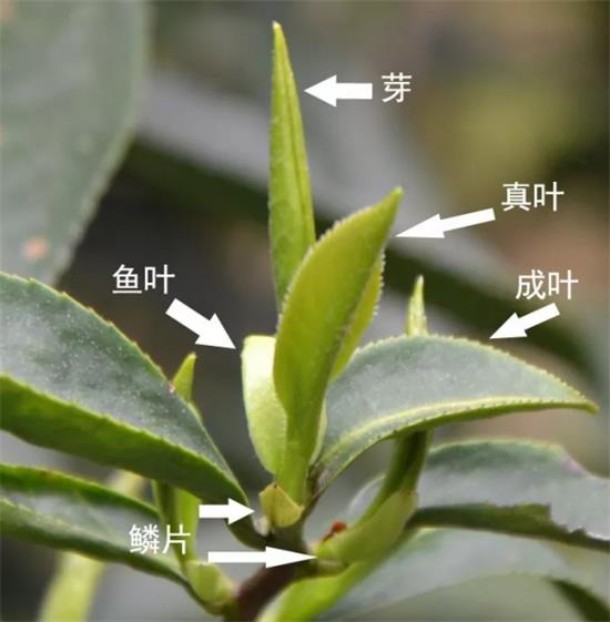 摘茶葉最快的方法，采摘茶葉怎么才能快？