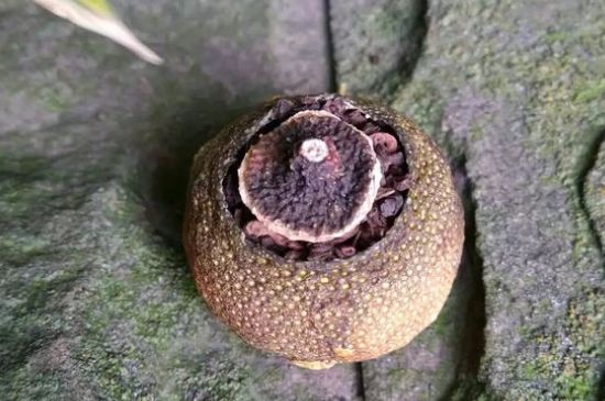 家庭自制柑普茶方法，小青柑制作9個步驟竅門（圖片）