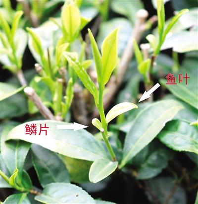 摘茶葉最快的方法，采摘茶葉怎么才能快？