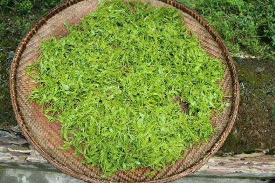 茅巖莓茶加工工藝，莓茶的工藝制作過程