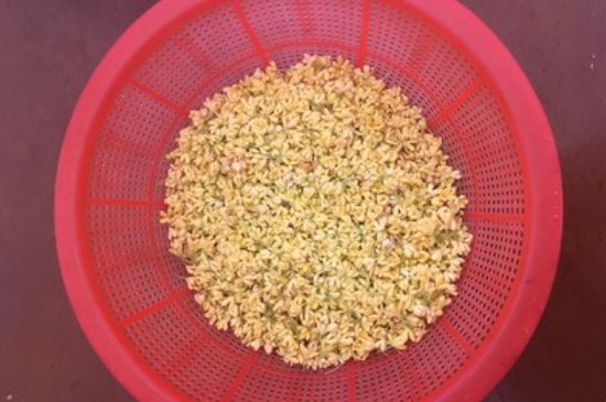 干桂花茶的制作方法，怎樣自制桂花茶？