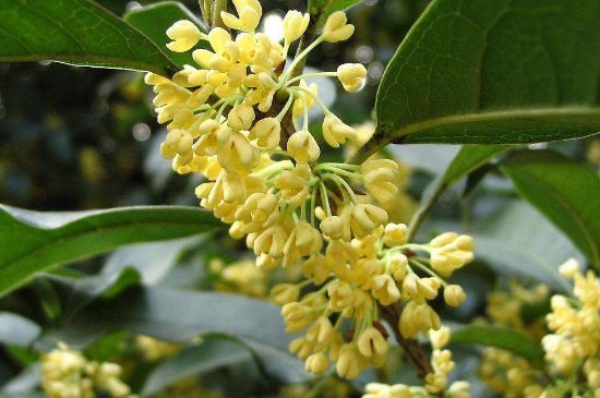 干桂花茶的制作方法，怎樣自制桂花茶？