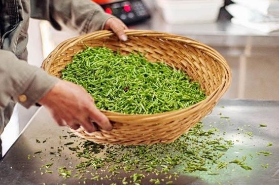 武夷巖茶的初制、精制加工工藝詳細講解