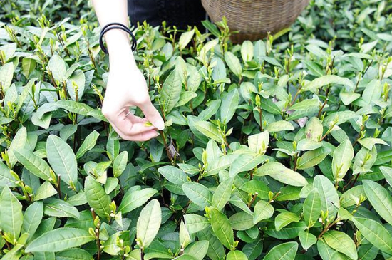 采茶的方法與步驟，如何正確采摘茶葉？