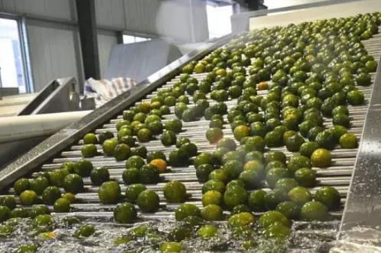 家庭自制柑普茶方法，小青柑制作9個步驟竅門（圖片）