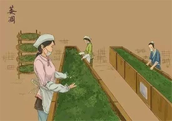 制茶八步驟，制茶工藝流程圖