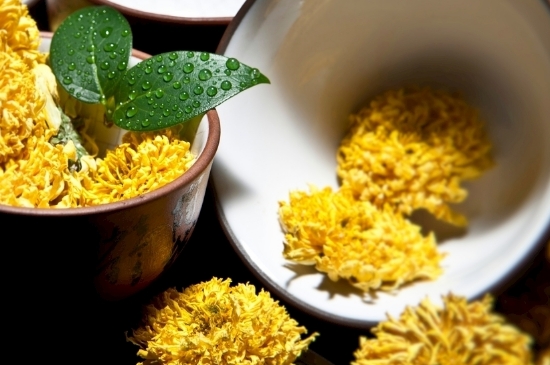 孕婦可以喝菊花茶嗎，菊花對(duì)胎兒有致畸作用？