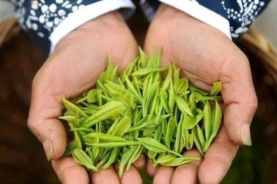 摘茶葉最快的方法，采摘茶葉怎么才能快？