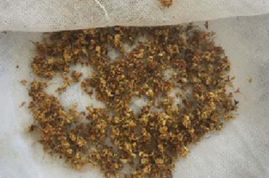 干桂花茶的制作方法，怎樣自制桂花茶？