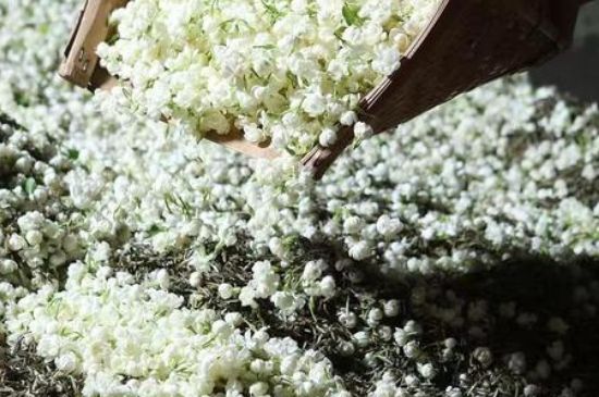 茉莉茶葉的功效與禁忌，什么人不適合喝茉莉花茶？