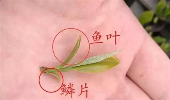 摘茶葉最快的方法，采摘茶葉怎么才能快？