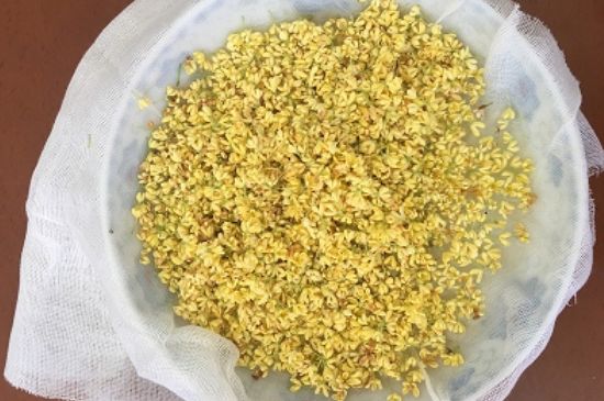 干桂花茶的制作方法，怎樣自制桂花茶？