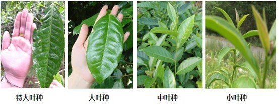 摘茶葉最快的方法，采摘茶葉怎么才能快？