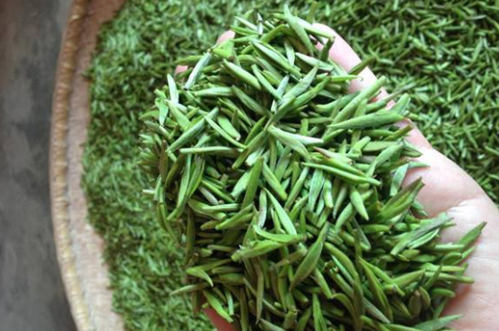 采茶的方法與步驟，如何正確采摘茶葉？