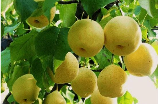 一把真正的本山綠泥壺最低多少錢，什么價格能買到本山綠泥紫砂壺？